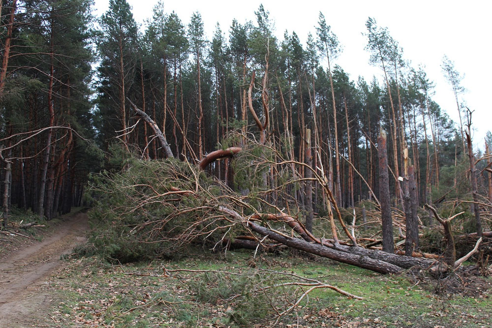 В Беларуси ликвидируют последствия ветровалов