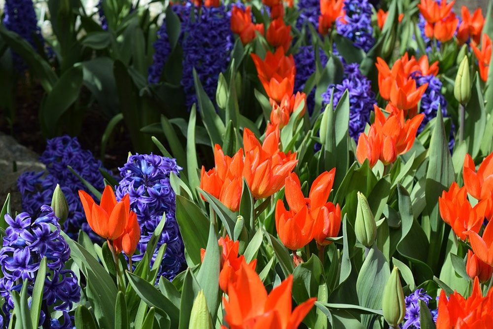 Выставка тюльпанов и гиацинтов «Дыхание весны» в Ботаническом саду
