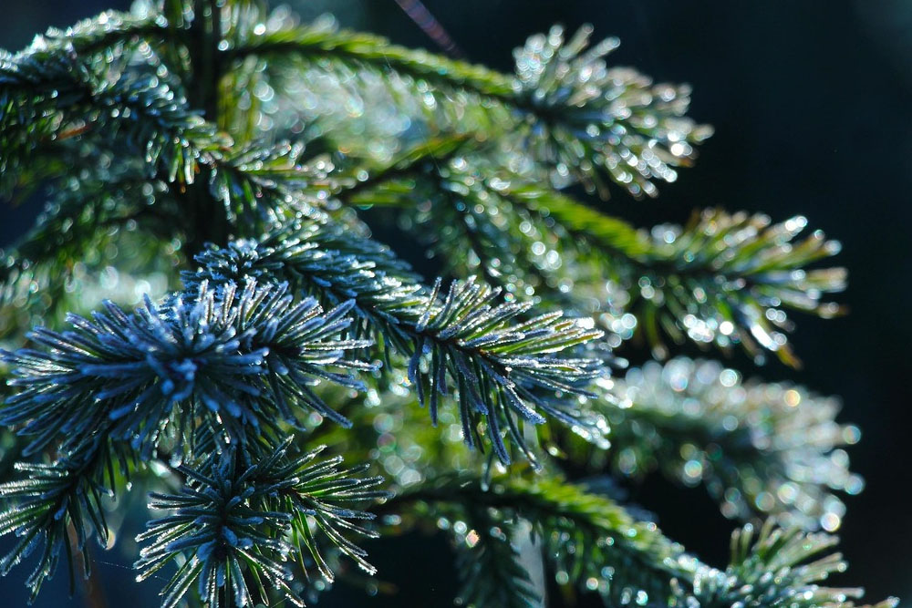 Вырубка елей