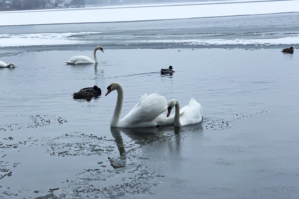 Лебеди вмерзают в лёд