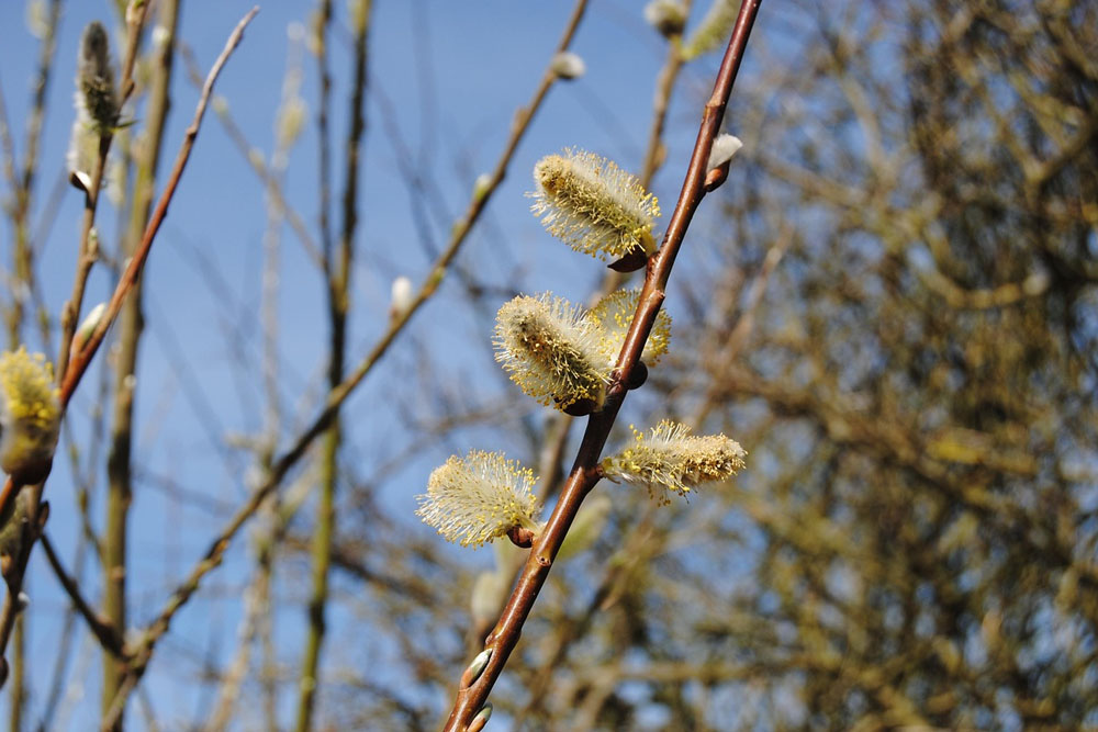 Погода в Беларуси с 23 по 29 марта Погода в Беларуси