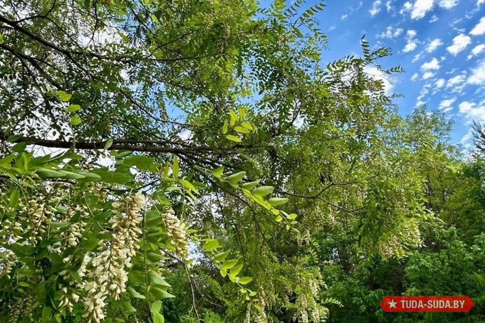 Погода в Беларуси