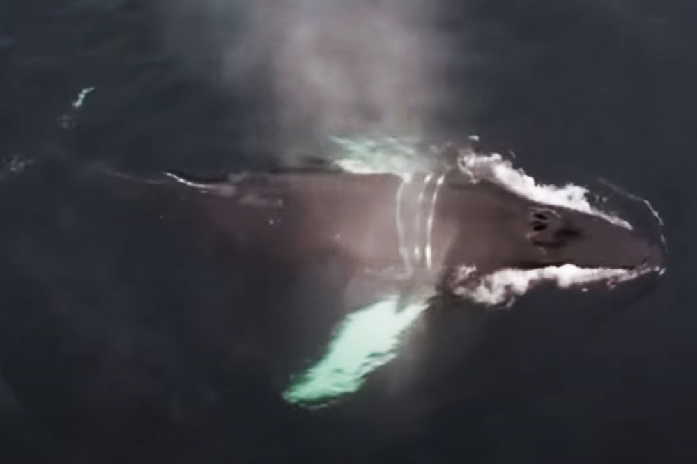 Спасение горбатого кита