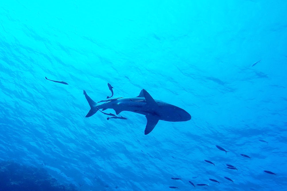 В Египте заметили акулу возле популярного у туристов пляжа