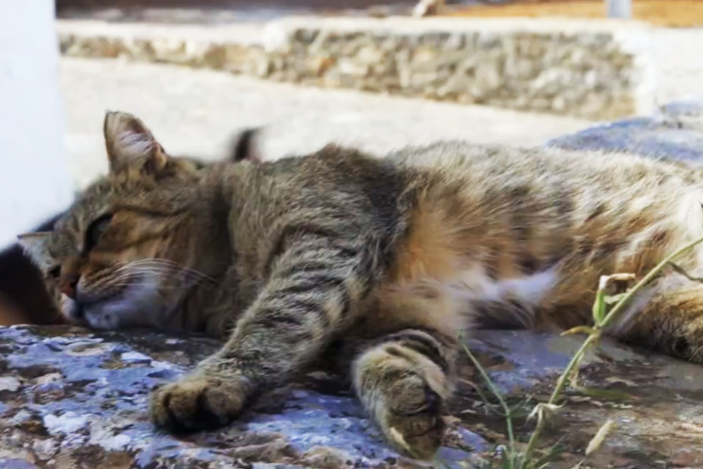 Волонтёрская программа