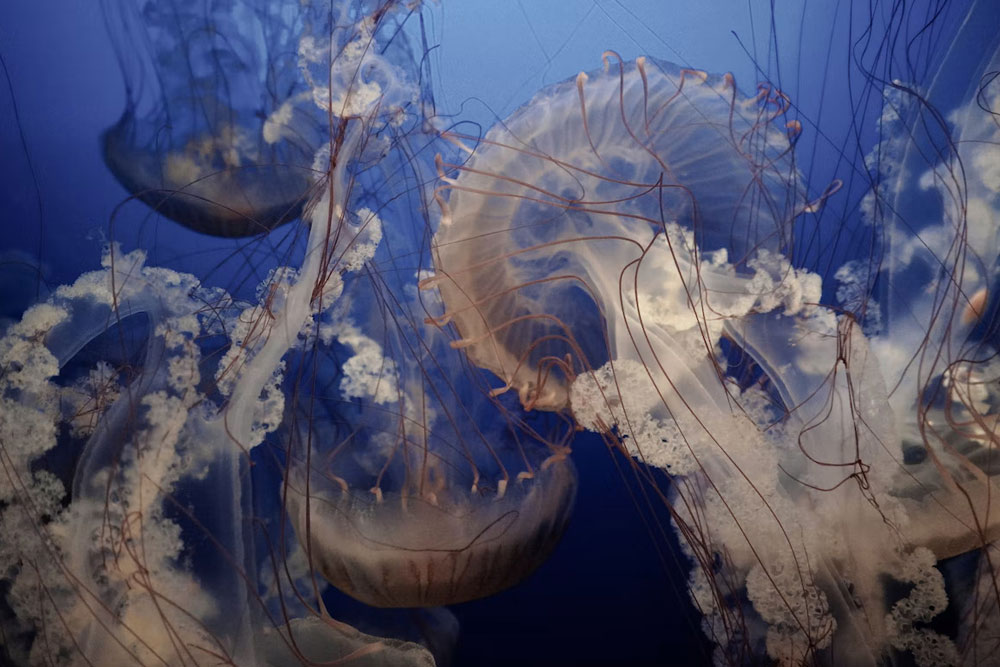 Медуза древнейший обитатель моря